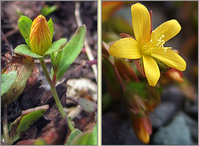 Trailing St John's-wort, Hypericum humifusum, Beathnua sraoilleach