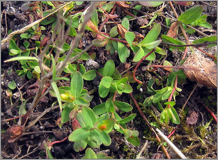 Trailing St John's-wort, Hypericum humifusum, Beathnua sraoilleach