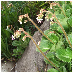 St Patrick's Cabbage, Saxifraga spathularis, Cabiste an mhadra rua