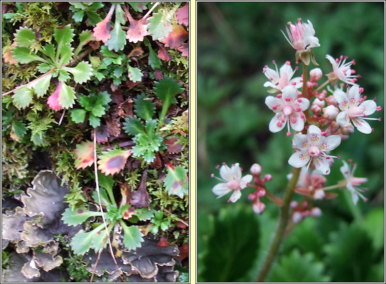 St Patrick's Cabbage, Saxifraga spathularis, Cabiste an mhadra rua