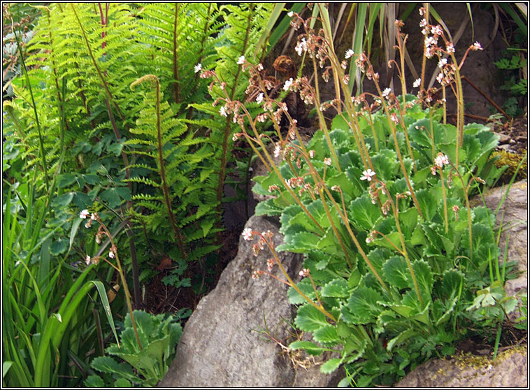 St Patrick's Cabbage, Saxifraga spathularis, Cabiste an mhadra rua