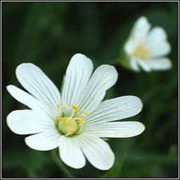 Greater Stitchwort, Stellaria holostea, Tursarraing mhr