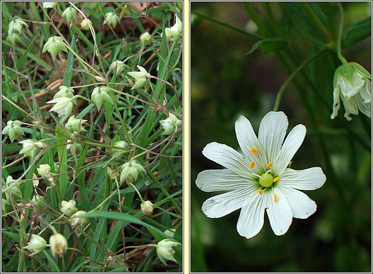 Greater Stitchwort, Stellaria holostea, Tursarraing mhr