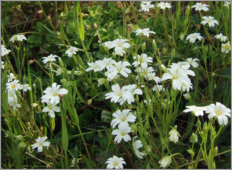 Greater Stitchwort, Stellaria holostea, Tursarraing mhr