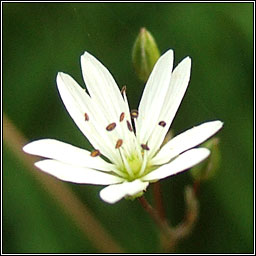 Lesser Stitchwort, Stellaria graminea, Tursarraing bheag