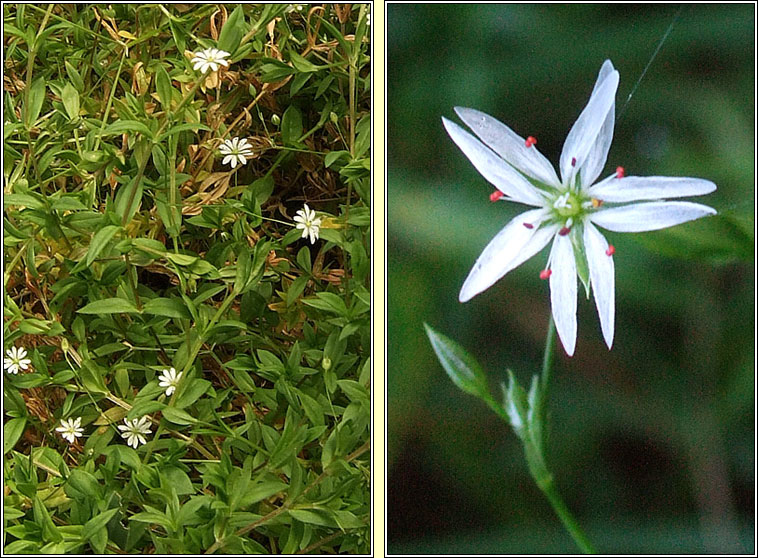 Lesser Stitchwort, Stellaria graminea, Tursarraing bheag