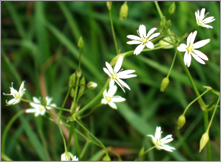 Lesser Stitchwort, Stellaria graminea, Tursarraing bheag