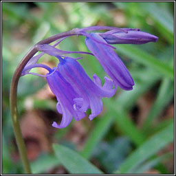 Bluebell, Hyacinthoides non-scripta, Coinnle coora