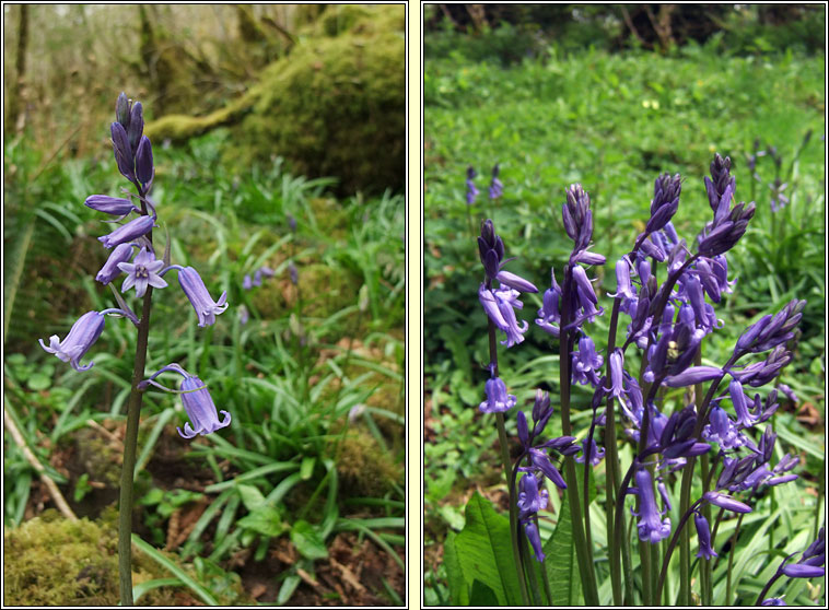 Bluebell, Hyacinthoides non-scripta, Coinnle coora