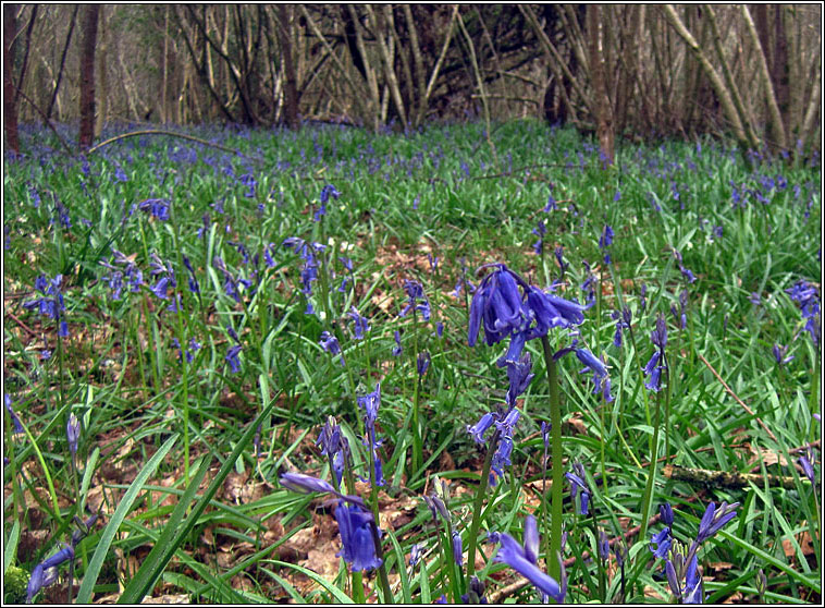 Bluebell, Hyacinthoides non-scripta, Coinnle coora