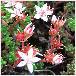 English Stonecrop, Sedum anglicum, Pirn seangn