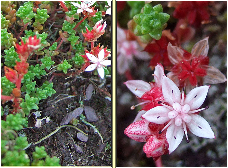 English Stonecrop, Sedum anglicum, Pirn seangn