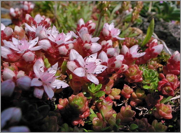 English Stonecrop, Sedum anglicum, Pirn seangn