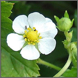 Wild Strawberry, Fragaria vesca, S taln fhin