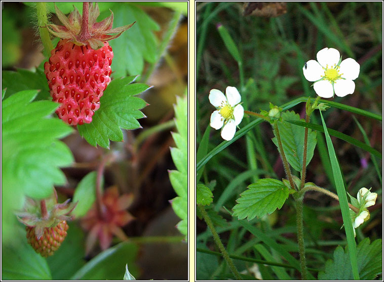 Wild Strawberry, Fragaria vesca, S taln fhin