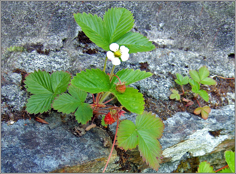 Wild Strawberry, Fragaria vesca, S taln fhin