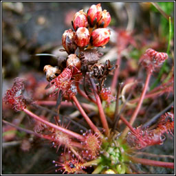 Oblong-leaved Sundew, Drosera intermedia, Cails Mhuire