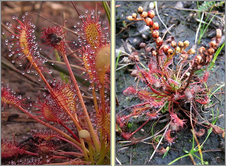 Oblong-leaved Sundew, Drosera intermedia, Cails Mhuire