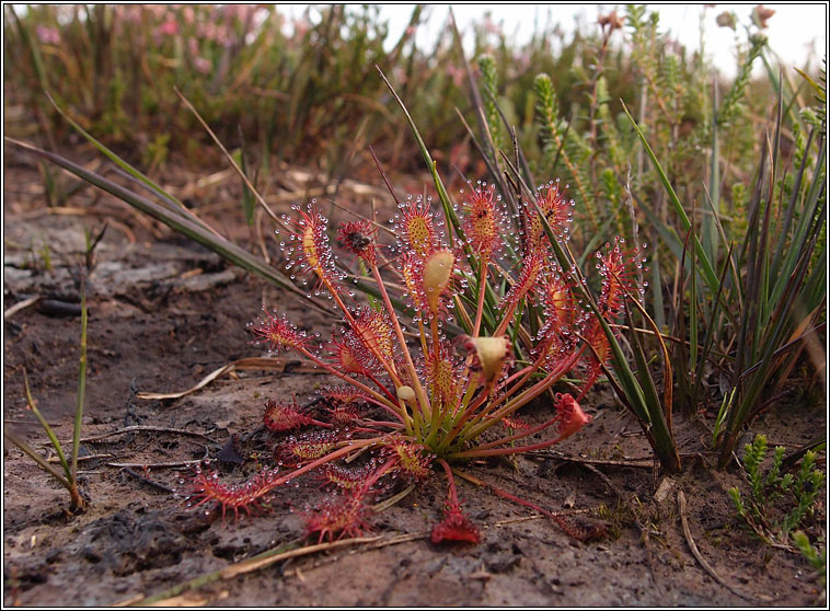 Oblong-leaved Sundew, Drosera intermedia, Cails Mhuire