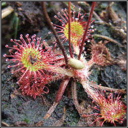 Round-leaved Sundew, Drosera rotundifolia, Drchtn mna