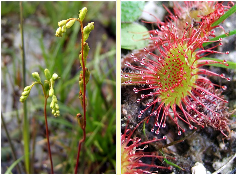 Round-leaved Sundew, Drosera rotundifolia, Drchtn mna