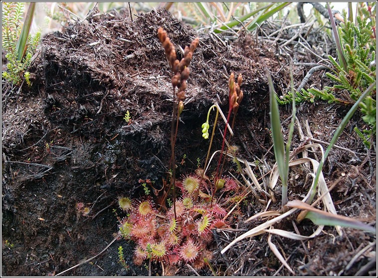 Round-leaved Sundew, Drosera rotundifolia, Drchtn mna