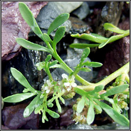 Swine-cress, Lepidium coronopus, Cladhthach