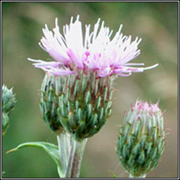 Creeping Thistle, Cirsium arvense, Feochadn reatha