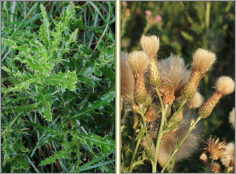 Creeping Thistle, Cirsium arvense, Feochadn reatha