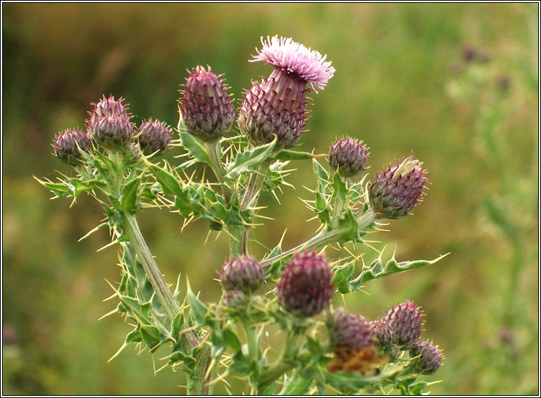 Creeping Thistle, Cirsium arvense, Feochadn reatha