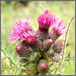 Marsh Thistle, Cirsium palustre, Feochadn corraigh