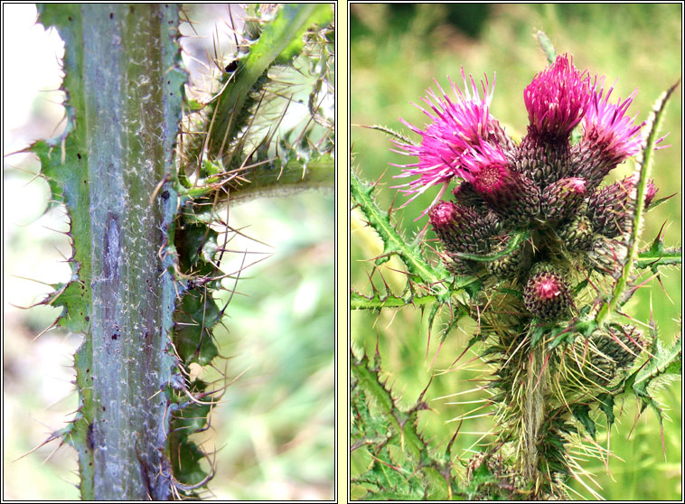 Marsh Thistle, Cirsium palustre, Feochadn corraigh