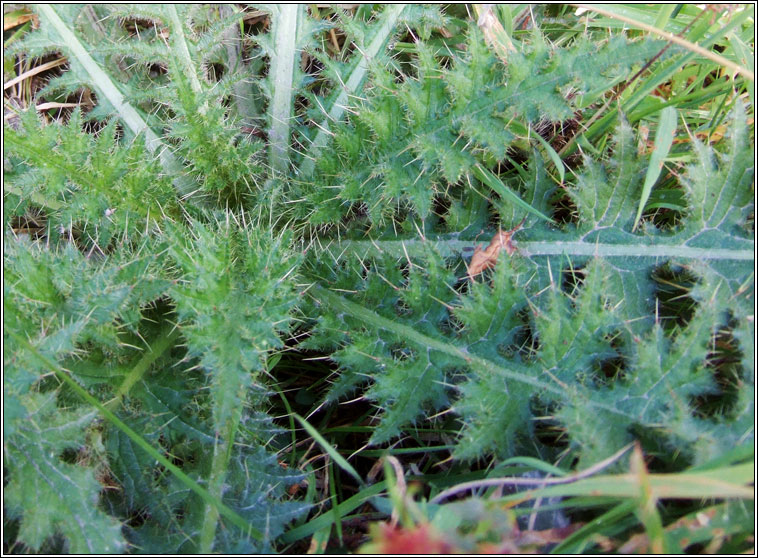 Marsh Thistle, Cirsium palustre, Feochadán corraigh