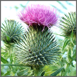 Spear Thistle, Cirsium vulgare, Feochadn colgach