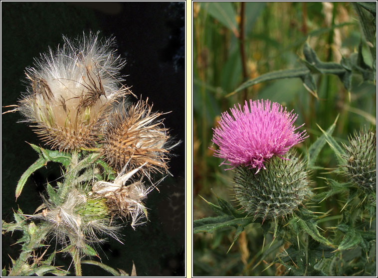 Spear Thistle, Cirsium vulgare, Feochadn colgach