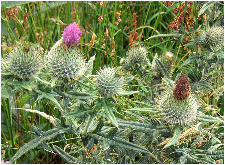 Spear Thistle, Cirsium vulgare, Feochadn colgach