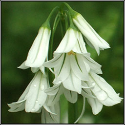 Three-cornered Garlic, Allium triquetrum, Creamh garraí