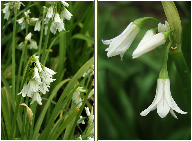 Three-cornered Garlic, Allium triquetrum, Creamh garra