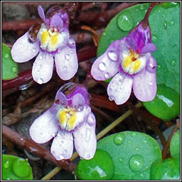 Ivy-leaved Toadflax, Cymbalaria muralis, Lus ln an fhalla