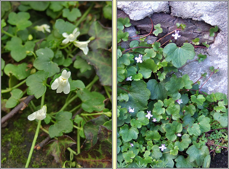 Ivy-leaved Toadflax, Cymbalaria muralis, Lus ln an fhalla