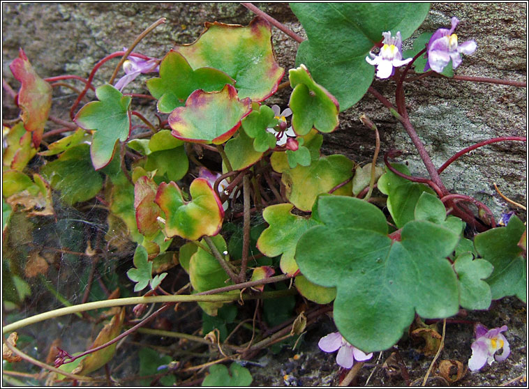 Ivy-leaved Toadflax, Cymbalaria muralis, Lus ln an fhalla