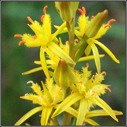 Bog Asphodel, Narthecium ossifragum, Sciollam na mon