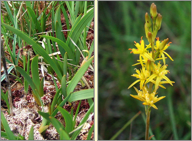 Bog Asphodel, Narthecium ossifragum, Sciollam na mon