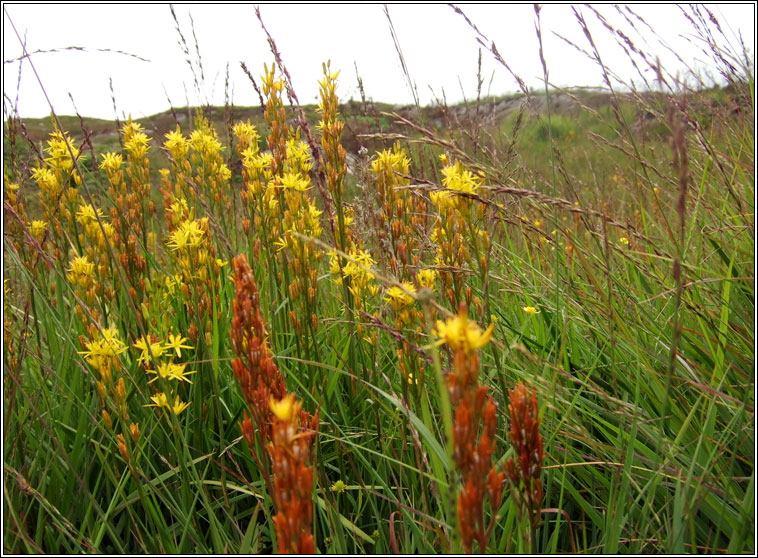 Bog Asphodel, Narthecium ossifragum, Sciollam na mon