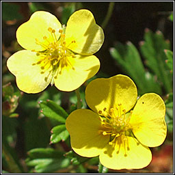 Tormentil, Potentilla erecta, Nalfartach