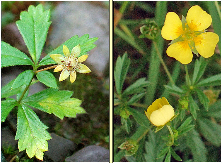 Tormentil, Potentilla erecta, Nalfartach