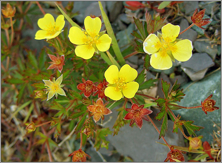 Tormentil, Potentilla erecta, Nalfartach