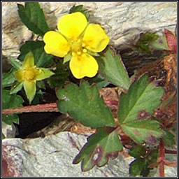 Trailing Tormentil, Potentilla anglica, Nalfartach shraoilleach