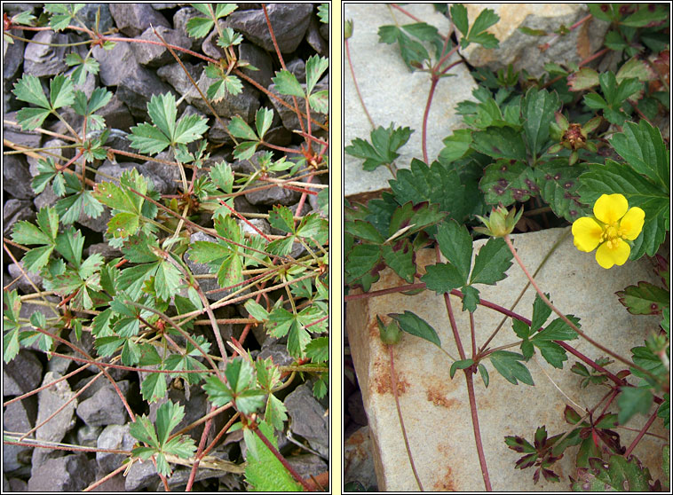 Trailing Tormentil, Potentilla anglica, Nalfartach shraoilleach