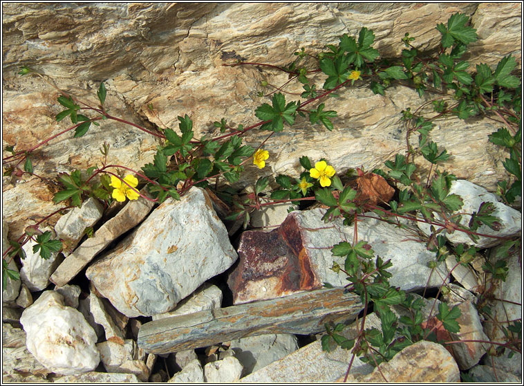 Trailing Tormentil, Potentilla anglica, Nalfartach shraoilleach